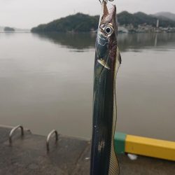 雨上がり超濁り太刀魚