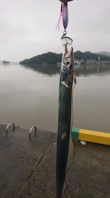 雨上がり超濁り太刀魚 高知 高知港周辺 ショアジギング タチウオ 陸っぱり 釣り 魚釣り 釣果情報サイト カンパリ