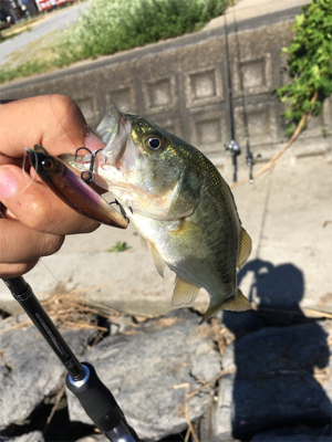 琵琶湖　釣行