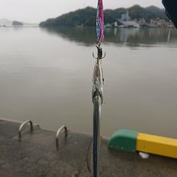 雨上がり超濁り太刀魚