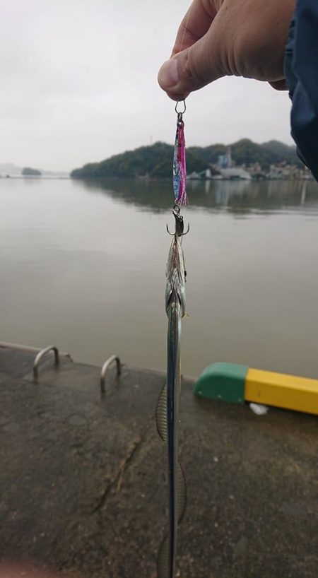 雨上がり超濁り太刀魚