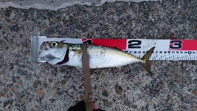 アジの刺身が食べたくて