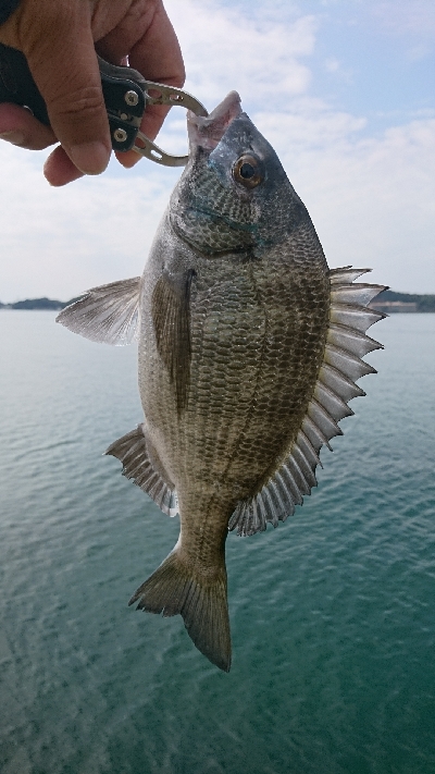 朝活30分釣行