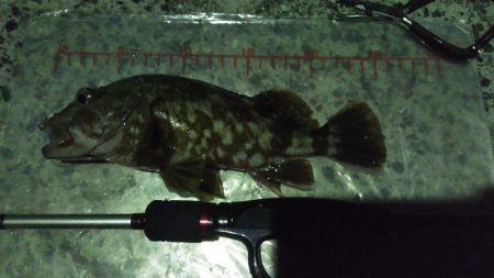 カサゴ25cm