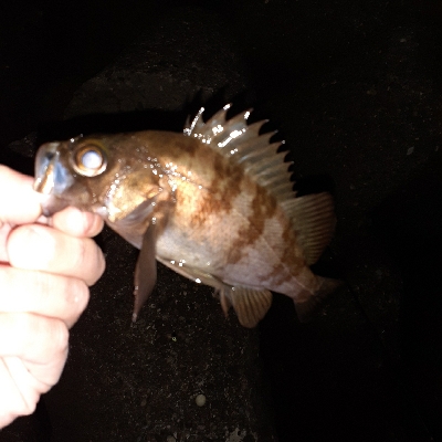 風が弱い日はメバリング