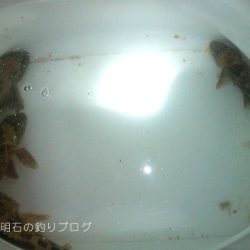 カサゴ釣り