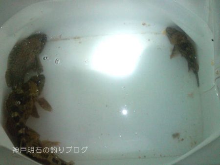 カサゴ釣り