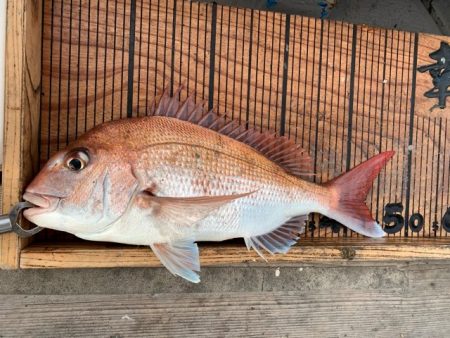 幸吉丸 釣果