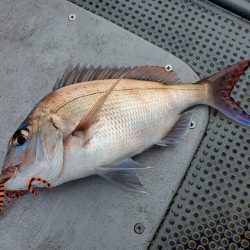 珀宝丸 釣果