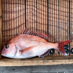 幸吉丸 釣果