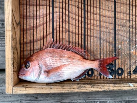 幸吉丸 釣果