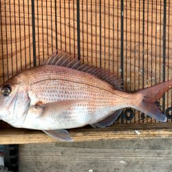 幸吉丸 釣果