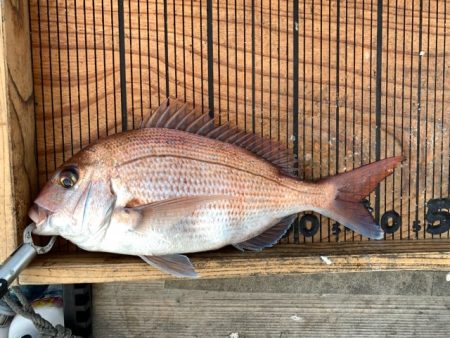 幸吉丸 釣果