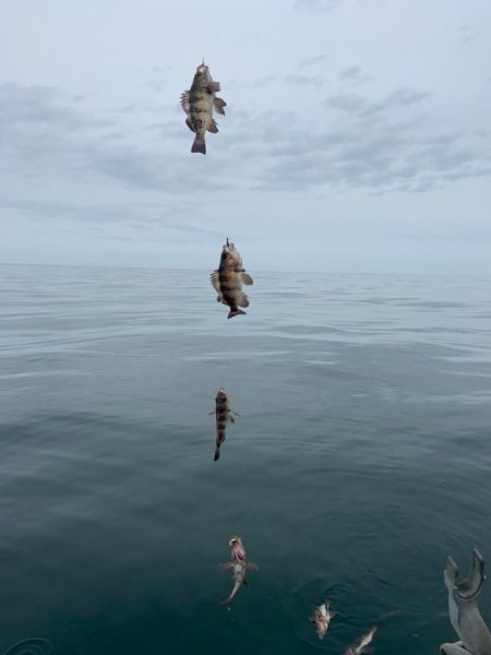 宝昌丸 釣果