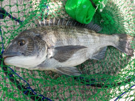 千鳥丸 釣果