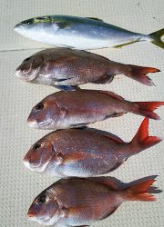 釣り舟　海竜 釣果