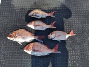 東京湾探釣隊ぼっち 釣果