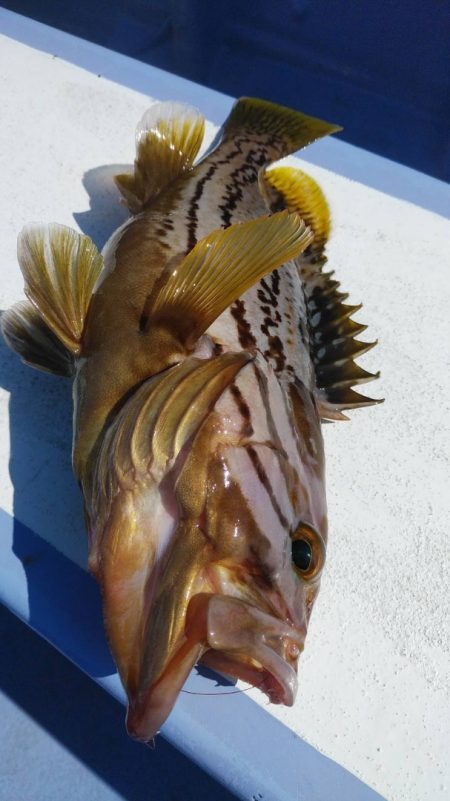 新幸丸 釣果