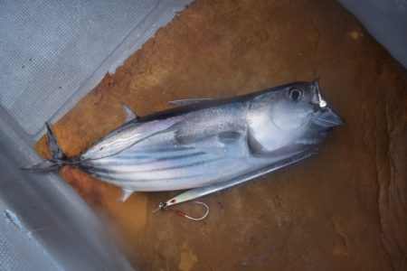 渡船屋たにぐち 釣果