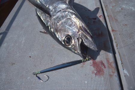 渡船屋たにぐち 釣果