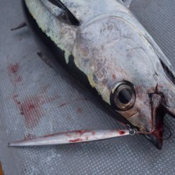 渡船屋たにぐち 釣果