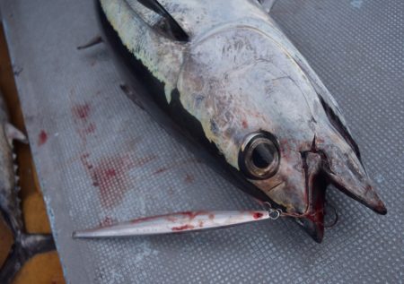 渡船屋たにぐち 釣果