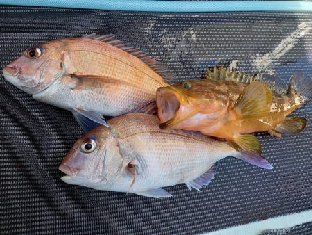 アマテラス 釣果