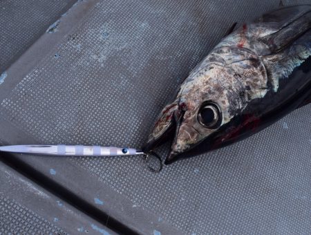 渡船屋たにぐち 釣果