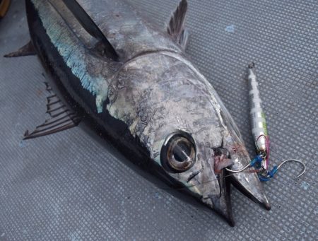 渡船屋たにぐち 釣果