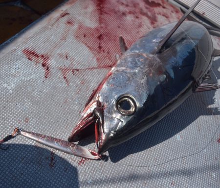 渡船屋たにぐち 釣果