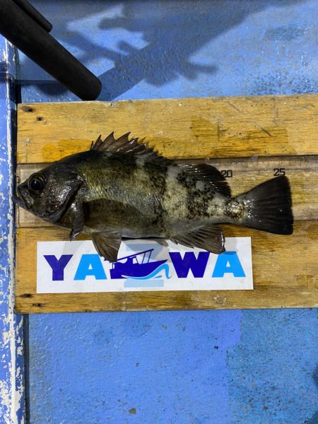 ヤザワ渡船 釣果