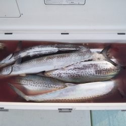 ひな丸 釣果