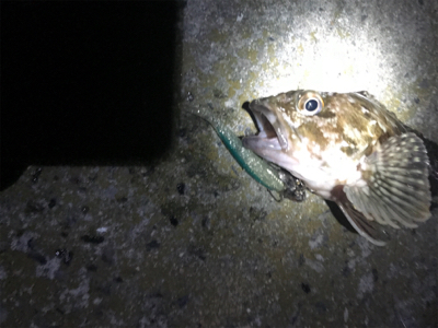 シーバス釣行のはずが