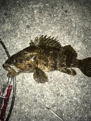 久しぶりの釣果