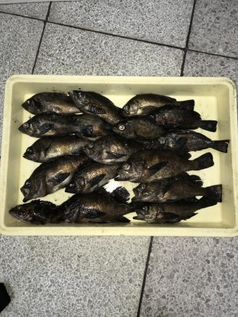 メバル釣り