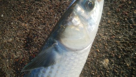 釣りデビュー　136日目