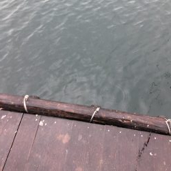 鳴門　ウチの海　イカダ