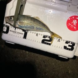 淡路島 アジング 陸っぱり 釣り 魚釣り 釣果情報サイト カンパリ