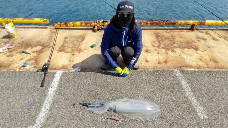 3キロオーバー！春のモンスターアオリイカ