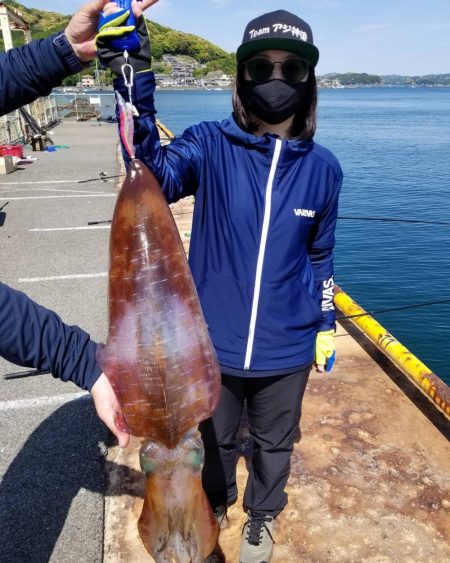 3キロオーバー！春のモンスターアオリイカ