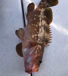 1年ぶりの鯛ラバ