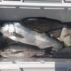 しば渡船 釣果