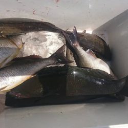 しば渡船 釣果