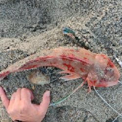 富山県 ショアジギング 陸っぱり 釣り 魚釣り 釣果情報サイト カンパリ