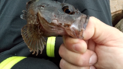 サビキ釣り