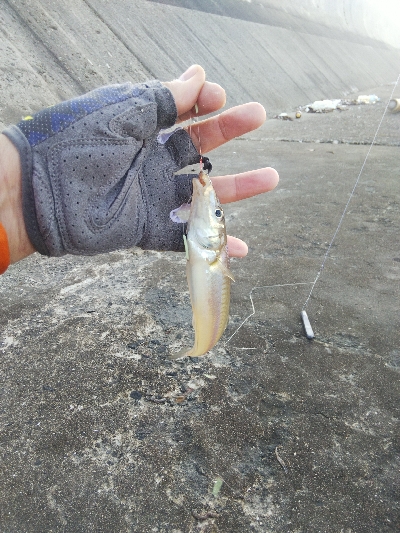 苅屋海岸のキス釣り