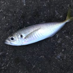 アジ釣り