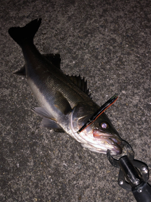 大潮1日目シーバス 兵庫県 瀬戸内海側 尼崎 芦屋 シーバス スズキ セイゴ 陸っぱり 釣り 魚釣り 釣果情報サイト カンパリ