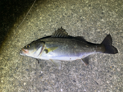 水面が騒がしくなる時にセイゴ釣れました。