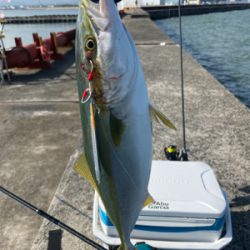 ショアジグハマチ